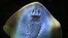 Charlotte the stingray, pregnant fish despite no male companion, has died