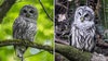 Officials plan to kill hundreds of thousands of owls – to save other owls