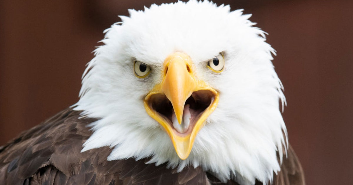 Bald Eagle Attacks Prompt Warning From Alaska Officials FOX 13 Seattle Bald Eagle Attacks Prompt Warning From Alaska Officials FOX 13 Seattle
