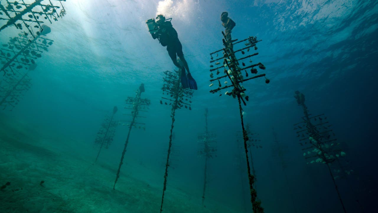 Dark oxygen' discovered deep in Pacific Ocean questions origins of