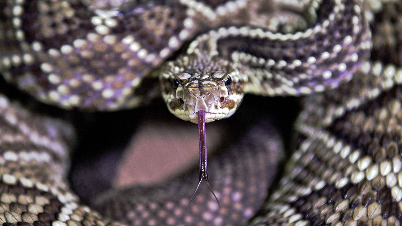 Watch ‘mega den’ of rattlesnakes on this live Colorado webcam LiveNOW