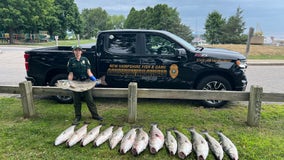 Fisherman arrested after catching 14 oversized fish: 'Caught red-handed'