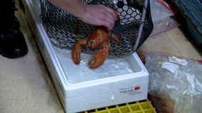 Rare orange lobster almost cooked up at Red Lobster