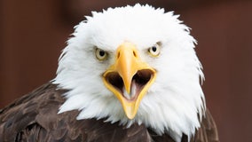Bald eagle attacks prompt warning from Alaska officials