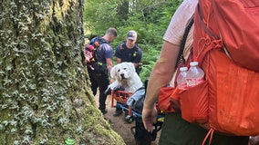 Firefighters carry 160-pound dog down Oregon mountain after pup is injured on trail