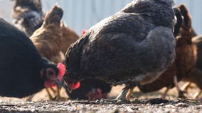 3 Colorado poultry workers presumed to have bird flu