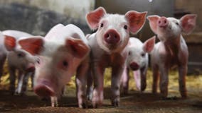 Pig hearts and kidneys: Barns may be future of organ transplantation