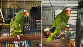 'Potty-mouthed' parrot finds home in New York after hundreds apply to adopt him