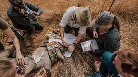 Here's how radioactive rhino horns could save animals, deter poaching