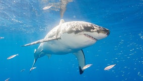 Surfer loses leg in fight with 10-foot great white shark