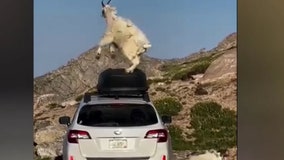 Watch: Mountain goat shows off dance moves on top of Subaru