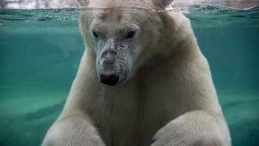 Calgary Zoo polar bear drowns after rough play incident