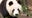 San Diego Zoo prepares to debut new giant pandas in August