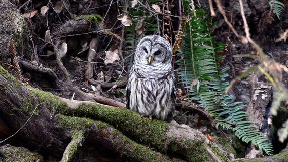 Officials plan to kill hundreds of thousands of owls – to save other owls