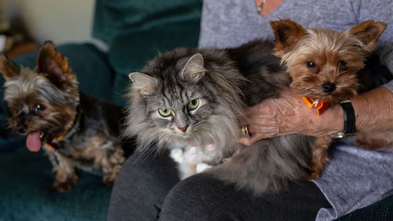 This is how much it costs to have a pet in 2024