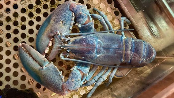 Rare 'cotton candy' lobster caught in New England: '1 in 100 million'
