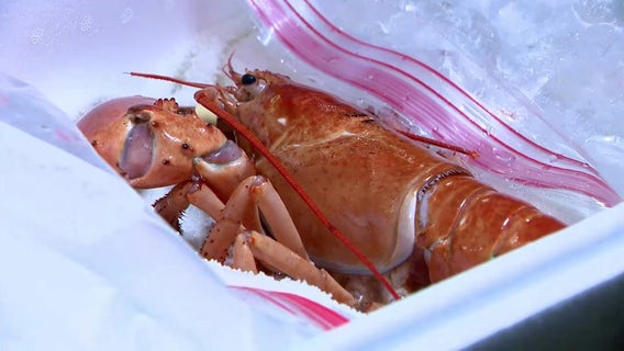 Rare orange lobster almost cooked up at Red Lobster