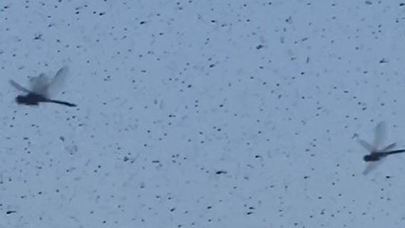 Watch: Swarm of dragonflies invades Rhode Island beach, sends visitors fleeing