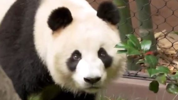 San Diego Zoo prepares to debut new giant pandas in August