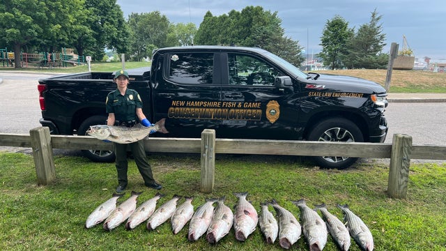 Fisherman arrested after catching 14 oversized fish: 'Caught red-handed'