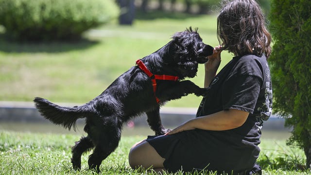 Can artificial intelligence decode dog barks?