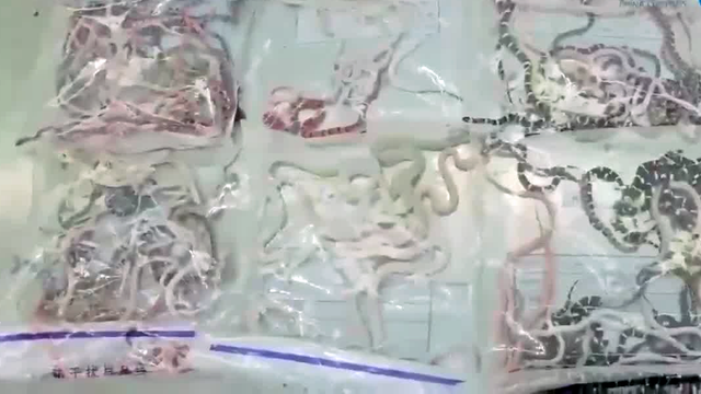 Man stopped at customs with 100 live snakes down his pants