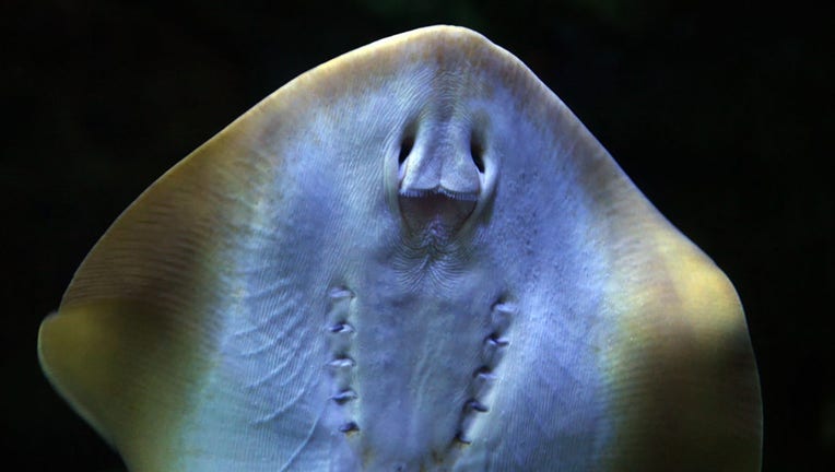 FILE - A Bluespotted stingray swims in the Aquarium of the Pacific complex in Long Beach, California, on Nov. 8, 2006. (Photo credit: GABRIEL BOUYS/AFP via Getty Images)