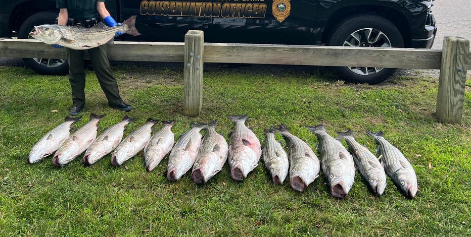Fisherman arrested after catching 14 oversized fish: 'Caught red-handed'
