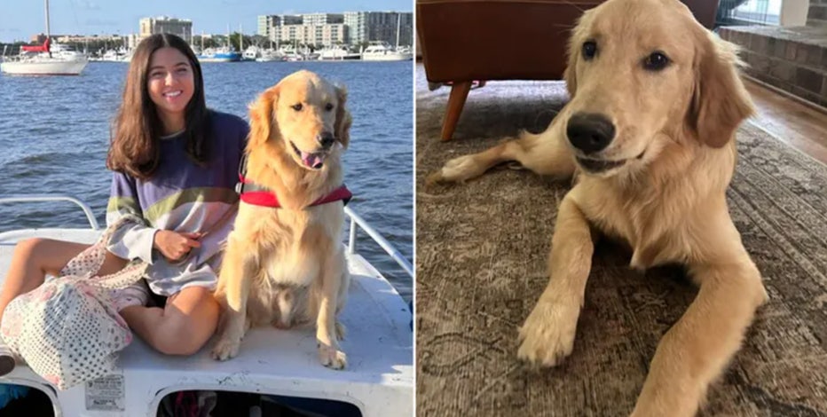 'It felt like a miracle': Family of lost golden retriever Rocky shares impossible reunion story