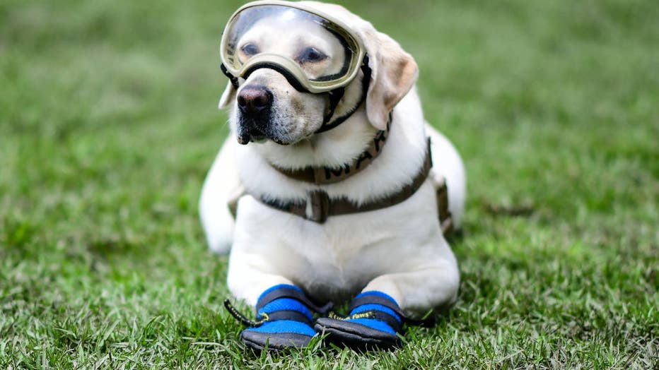 Rescue dog Frida from the Mexican Navy resting during a training session in Mexico City on September 6, 2018.