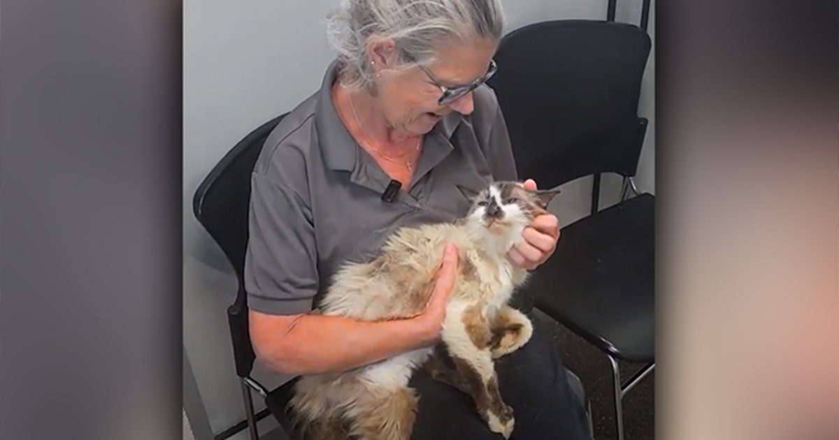 Watch: Tears flow when cat is reunited with owner after 11 years ...