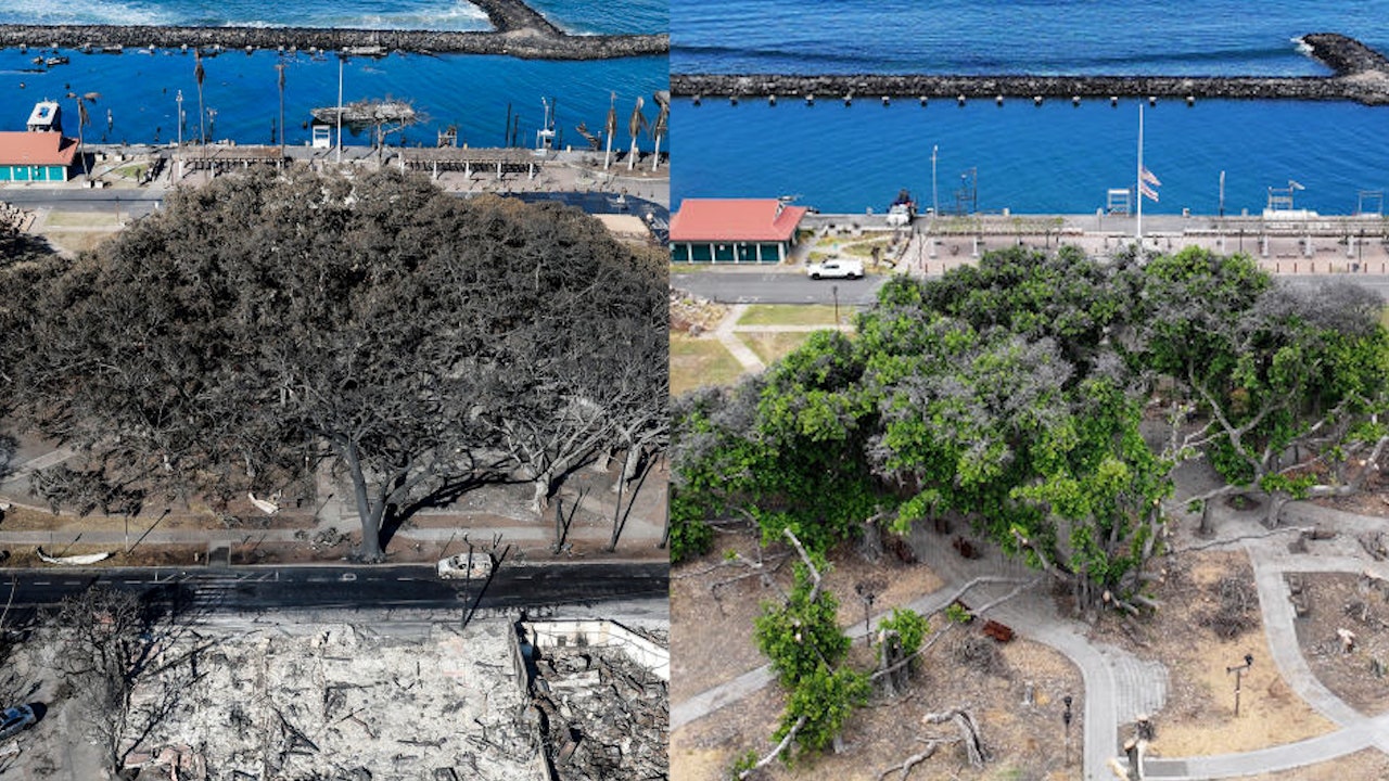 Symbol of resilience: Lahaina's historic banyan tree thrives a