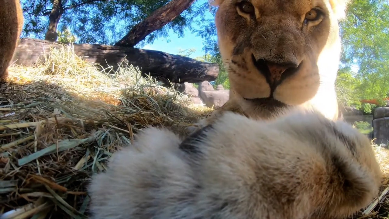 Lion★在庫確認コメント後の購入のみ Watch: Zoo lions find hidden camera, hilarity ensues | FOX 13