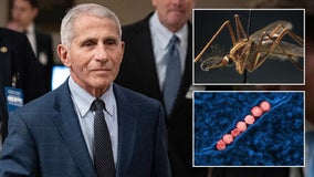 Fauci hospitalized after testing positive for West Nile virus, now recovering at home: report