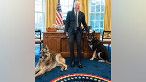 Pets in the White House: From Rebecca the Raccoon to Billy Possum