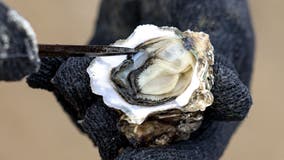 FDA issues warning on oysters potentially contaminated with Campylobacter jejuni