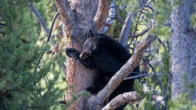 Black bear euthanized after mauling toddler at Montana campground