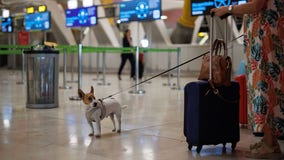 Flying with your dog? New CDC rules take effect: Here's what to know