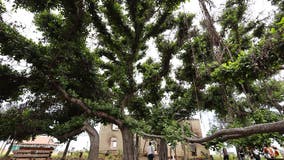 Symbol of resilience: Lahaina's historic banyan tree thrives a year after deadly wildfire