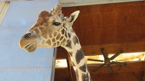 Las Vegas' beloved giraffe, Ozzie, dies after fall at wildlife sanctuary