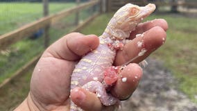 Rare albino alligator hatches in Florida: 'Estimated 100 to 200 in the world'