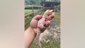 Rare albino alligator hatches in Florida: 'Estimated 100 to 200 in the world'