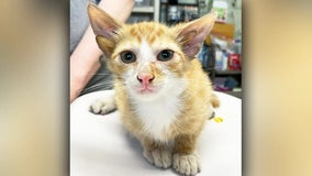 Meet Audio, a Tennessee kitten with 4 ears