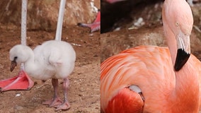 Watch: Same-sex flamingo couple hatch 'adopted' chick at England zoo