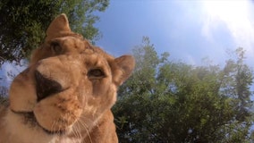 Watch: Zoo lions find hidden camera, hilarity ensues