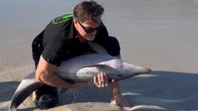 Rugby legend Percy Montgomery rescues stranded dolphin calf on Cape Town beach