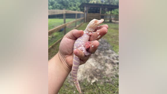 Rare albino alligator hatches in Florida: 'Estimated 100 to 200 in the world'