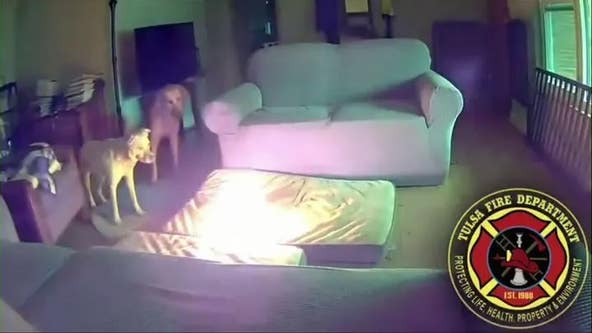 WATCH: Oklahoma dog ignites house fire after chewing on lithium-ion battery