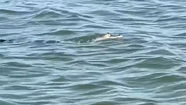 Alligator spotted swimming in Lake Erie, prompting search