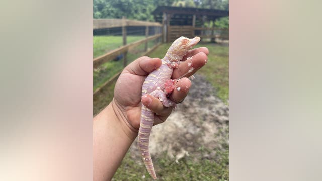 Rare albino alligator hatches in Florida: 'Estimated 100 to 200 in the world'